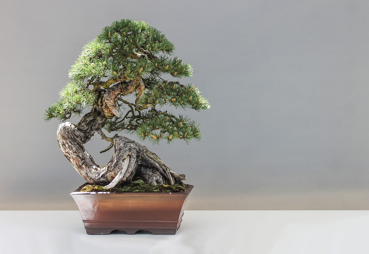 Principles of Bonsai Design and Care